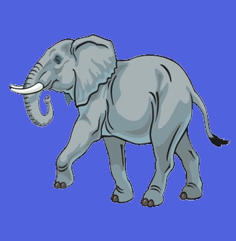 Elefant Neu